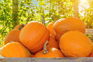 Pumpkin Patches in Austin Texas